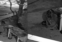 Vídeo mostra onça-pintada invadindo residência para tentar devorar cachorros em Corumbá