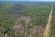 MPMS apura incêndio que devastou mais de 2 mil hectares no Pantanal