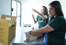 Consultório Móvel da Subea leva atendimento veterinário gratuito ao Jardim Noroeste a partir de segunda-feira