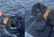Olha a onça! E não é mentira…! Pescador resgata filhote no Rio Paraguai e vídeo viraliza