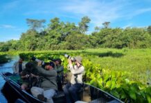 Pantanal Sul de MS ganha destaque em famtour para observação de aves