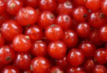 Groselha: conheça os benefícios para a saúde e veja receitas para fazer em casa