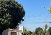 Crônica: após passeio de 6 km por Campo Grande, burro e mula são entregues ao CCZ