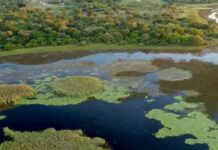 Inpe aponta avanço do desmatamento no Pantanal em meio à queda nacional