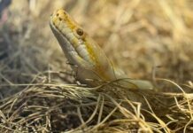 Bioparque celebra Dia Mundial da Cobra com programação educativa sobre serpentes