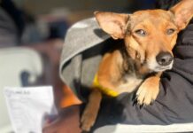 Caravana da Castração já realizou mais de mil procedimentos gratuitos em MS