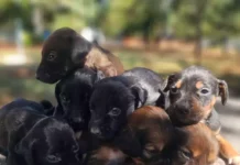 Adoção responsável: cães castrados esperam por tutores em Campo Grande