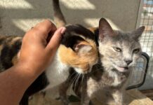 Feira de adoção em Campo Grande busca lares para gatos resgatados de maus-tratos