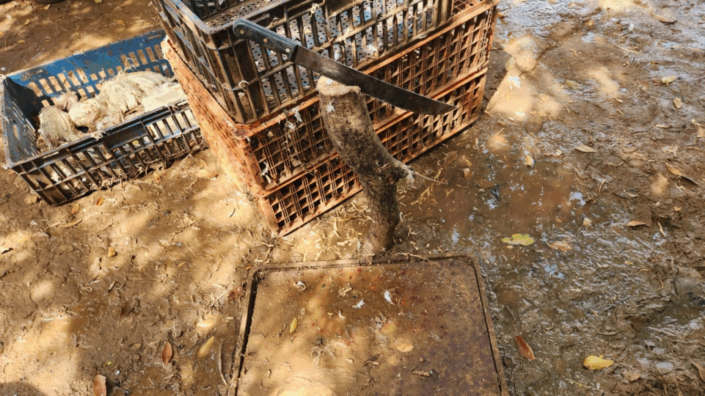 Abatedouro clandestino no bairro Parque do lageado pintava aves para serem vendidas como 'galinhas caipiras' Abatedouro clandestino no bairro Parque do lageado pintava aves para serem vendidas como 'galinhas caipiras'