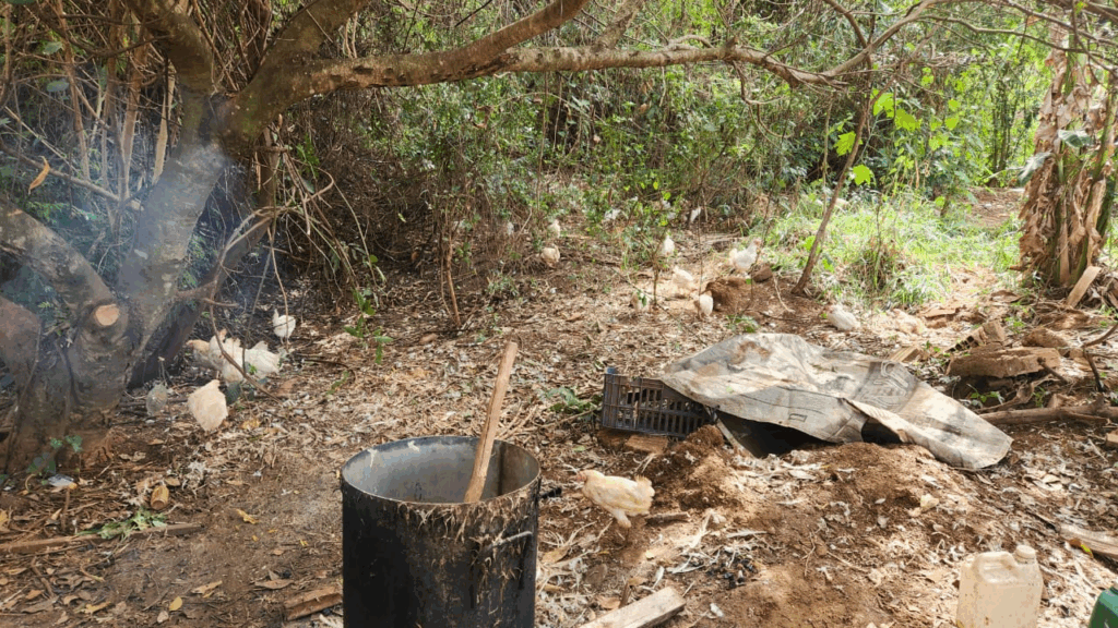 Abatedouro clandestino no bairro Parque do lageado pintava aves para serem vendidas como 'galinhas caipiras' Abatedouro clandestino no bairro Parque do lageado pintava aves para serem vendidas como 'galinhas caipiras'
