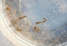 Infestação do Aedes avança em MS e SES reforça alerta à população