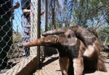 Filhotes de tamanduá-bandeira conquistam novo passo rumo à liberdade