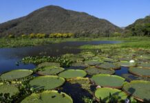 Pantanal ganha campanha global com a National Geographic