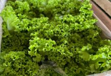 Com boa oferta, preço da alface cai 12,5%, mas maracujá sobe na Ceasa em Campo Grande