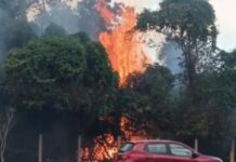 Vídeo: incêndio atinge área de mata do Parque dos Poderes e mobiliza Bombeiros