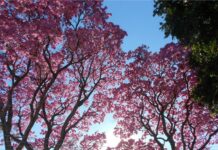 Primavera começa com calor extremo e temporais em Mato Grosso do Sul