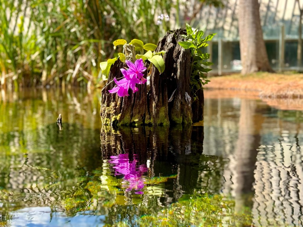 Bioparque Pantanal ganha orquídeas Cattleya nobilior, flor símbolo de MS Bioparque Pantanal ganha orquídeas Cattleya nobilior, flor símbolo de MS