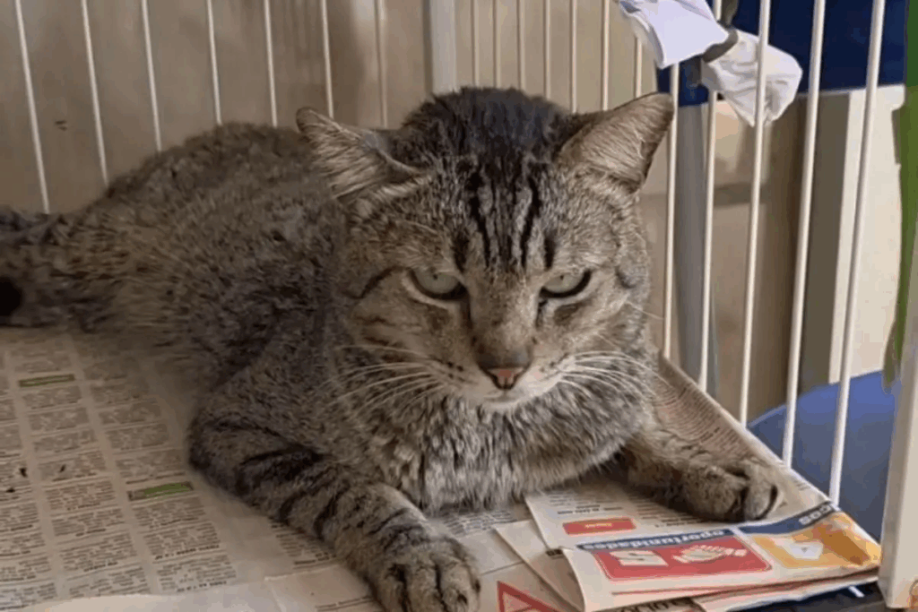 Cães e gatos vítimas de maus-tratos estarão disponíveis para adoção no domingo Cães e gatos vítimas de maus-tratos estarão disponíveis para adoção no domingo