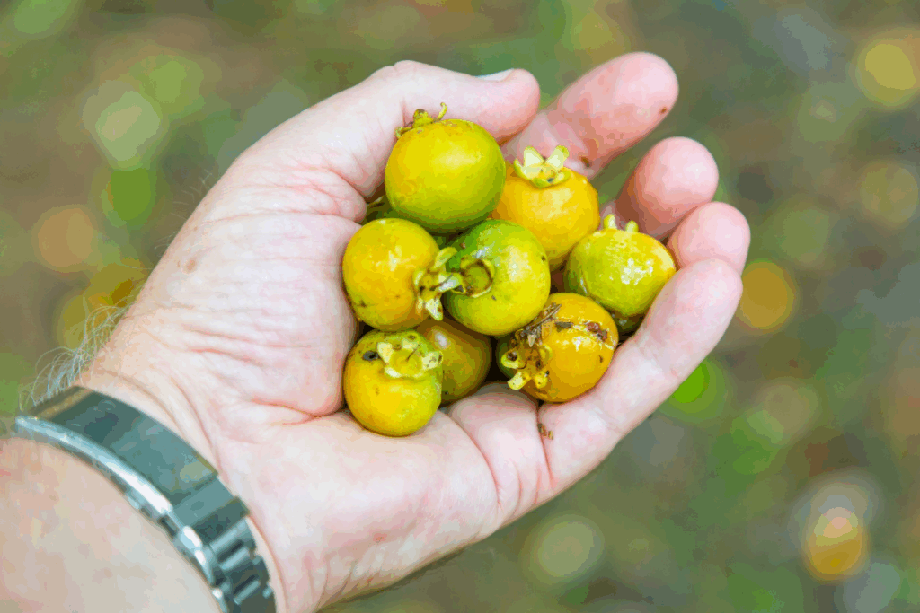 Pequi, guavira e baru: riquezas do Cerrado celebradas em data nacional