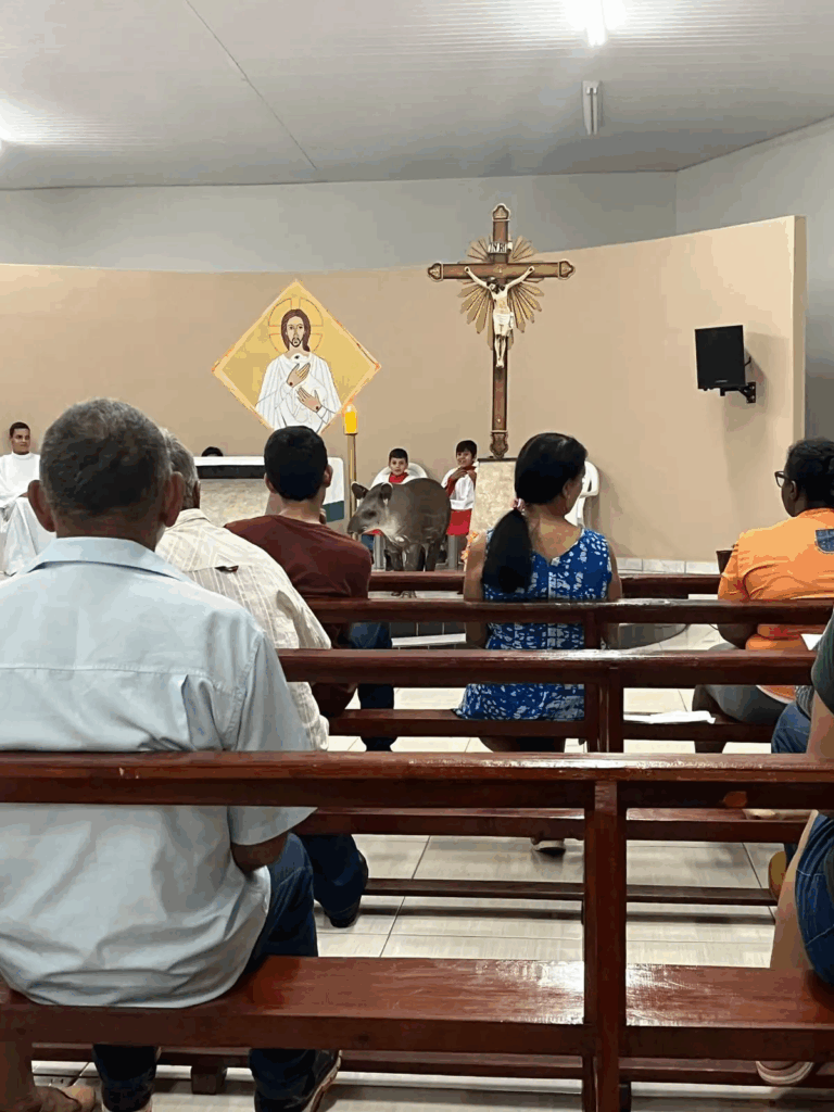 Anta surpreende fiéis ao invadir altar durante missa em assentamento de Sonora