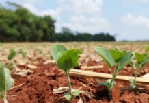 Safra 2025/26: Mato Grosso do Sul já semeou quase toda a área prevista de soja