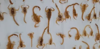 Filme de terror? Não, é real mesmo! Vídeo mostra 100 escorpiões encontrados em casa na Capital