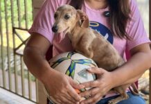 Cães e gatos em campo: Comercial lança campanha de adoção durante jogo da Série B
