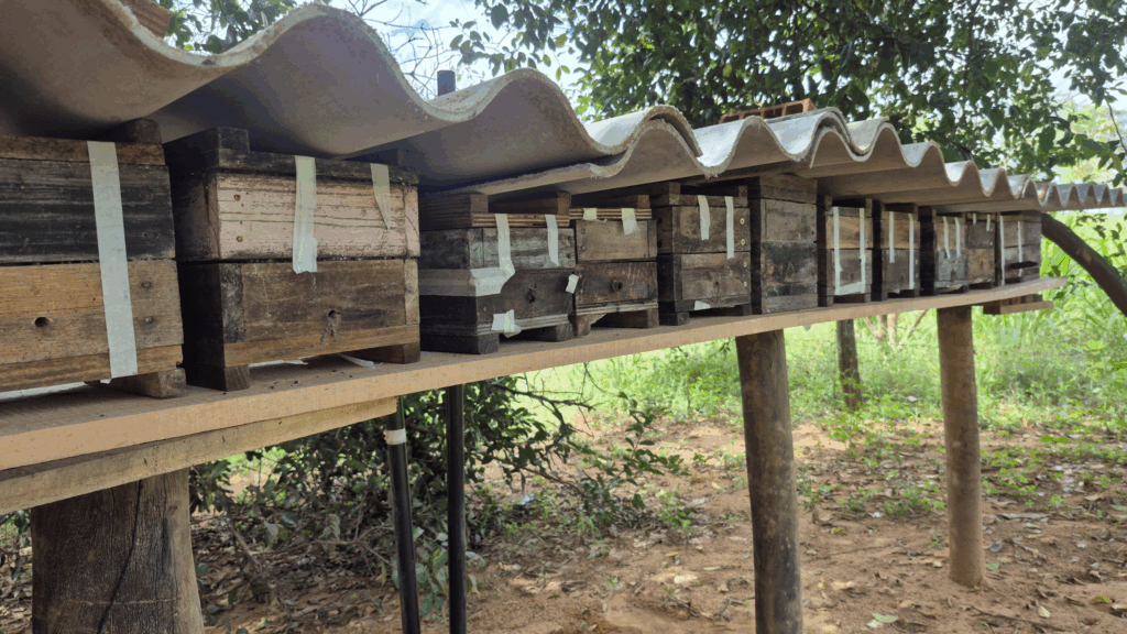 Solução inovadora impulsiona a produção agrícola com o uso de abelhas nativas Solução inovadora impulsiona a produção agrícola com o uso de abelhas nativas