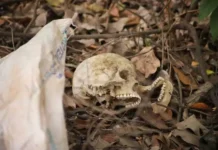 Crânio é encontrado em área de mato às margens da BR-262, em Campo Grande