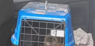 Aranhas, cobra, lagarto e macaco-prego são resgatados de traficantes de animais silvestres em Bodoquena