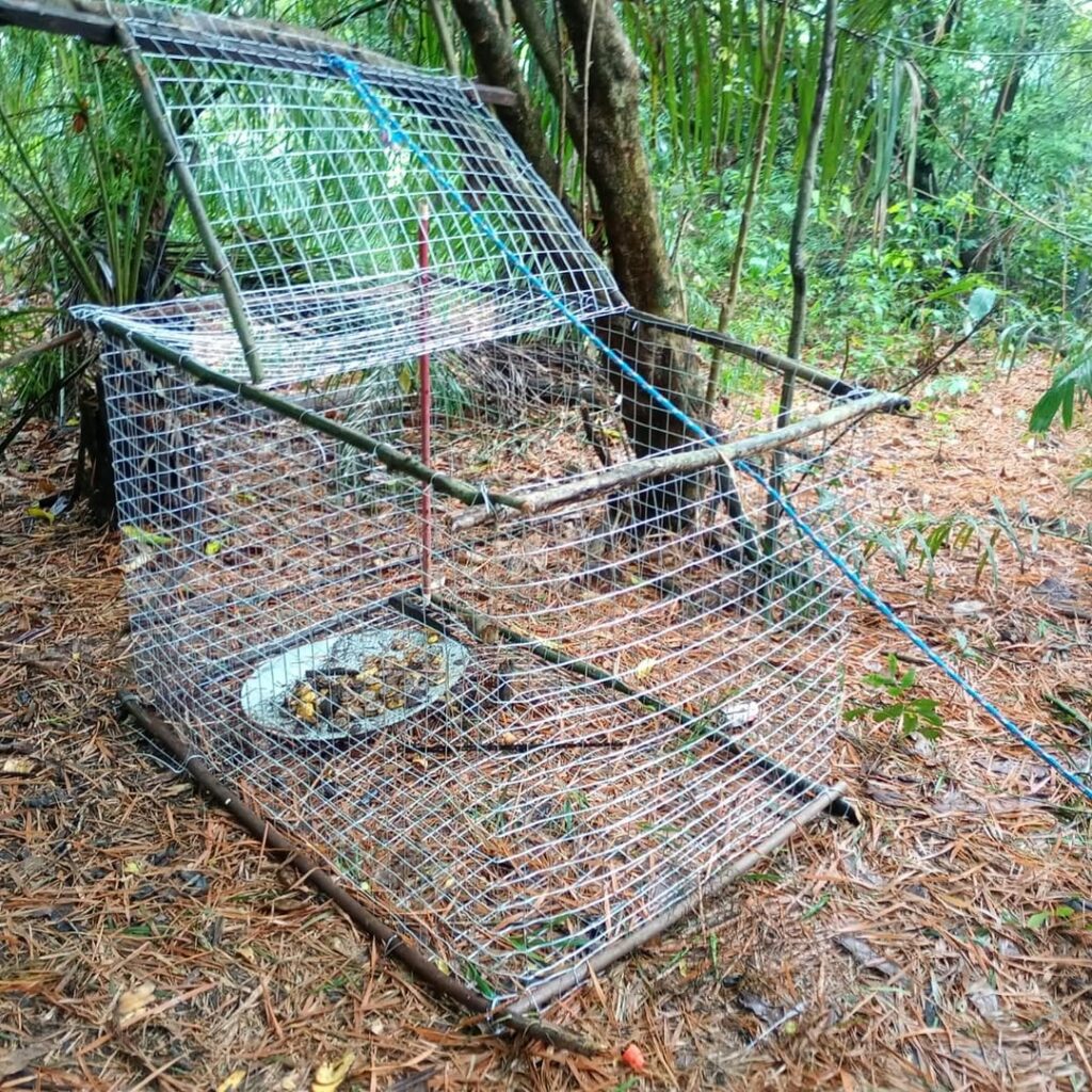 Aranhas, cobra, lagarto e macaco-prego são resgatados de traficantes de animais silvestres em Bodoquena Aranhas, cobra, lagarto e macaco-prego são resgatados de traficantes de animais silvestres em Bodoquena