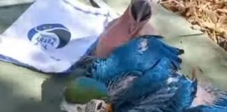 Vídeo: chuvas derrubaram 15 ninhos de araras-canindés na Capital e mataram seis filhotes