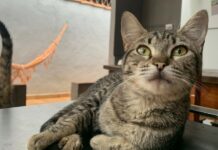 Campo Grande tem sábado dedicado à adoção de gatos vítimas de maus-tratos