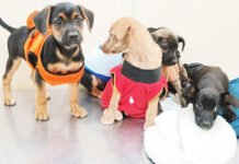 Feira na Praça Bolívia encerra o ano com adoção de pets resgatados