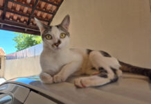 Convênio com a UFMS garante cirurgias gratuitas para tutores de baixa renda na Capital