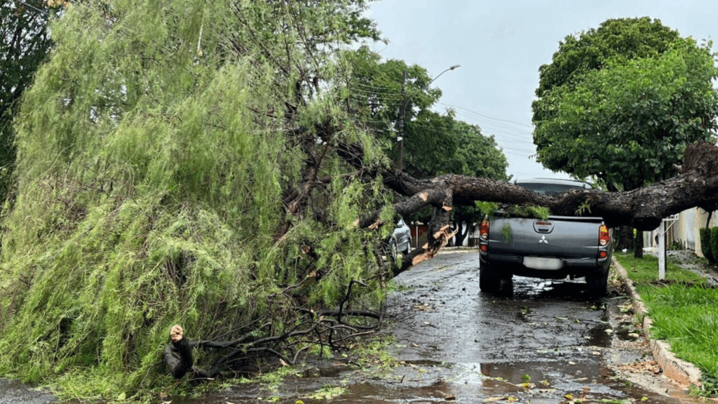 Temporal destelhou casas e derrubou dezenas de árvores em diferentes regiões da Capital Temporal destelhou casas e derrubou dezenas de árvores em diferentes regiões da Capital