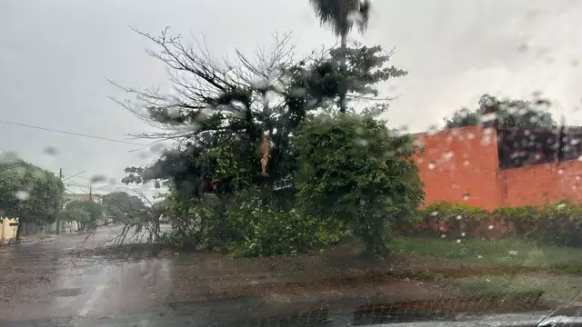 Temporal deixa Avenida Afonso Pena interditada com queda de árvores e poste