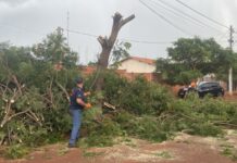 Dourados registrou queda de 31 árvores durante temporal com ventos de 43 km/h; previsão é de mais chuva