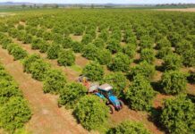 Citricultura: MS Citrus Summit vai debater nova fronteira produtiva em Três Lagoas
