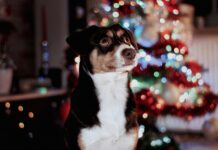Ceia de Natal: pets podem aproveitar a festa de forma segura?