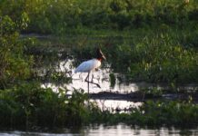 Governo consolida preservação de 126 mil hectares no Pantanal e abre nova chamada do PSA em 2026