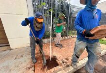 Via Verde impulsiona plantio de 700 novas árvores no Monte Líbano