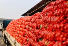 Batata-doce cai, jiló e cebola aumentam: principais variações de preços na CEASA/MS