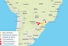 Safra 25/26: primeiro foco de ferrugem asiática em área comercial é confirmado em MS