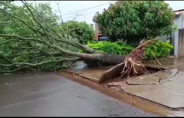 Temporal em Dourados derruba árvores e destelha casas