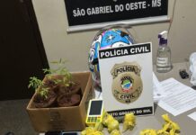 Boca de fumo em São Gabriel do Oeste tinha até vasinhos com mudas de maconha