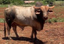 Você viu o touro Halloween? Sumiço de animal avaliado em R$ 50 mil mobiliza o sul de MS