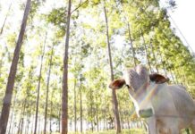 MS vira referência nacional na recuperação de pastagens degradadas