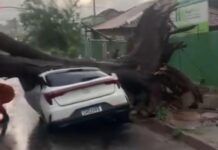 Chuva rápida derruba árvore sobre carro em Campo Grande