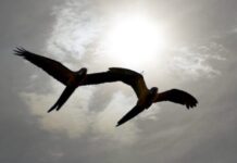 Verão começa neste domingo em MS com calor acima da média e chuvas irregulares